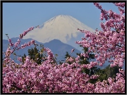Fuji, Japonia, Wulkan, Kwitnące, Góra, Gałązki
